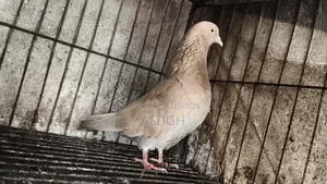নর কবুতর