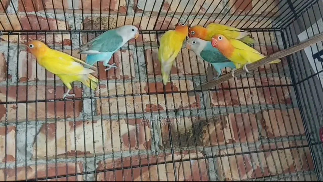 নতুন রানিং লাভবার্ড