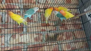 নতুন রানিং লাভবার্ড
