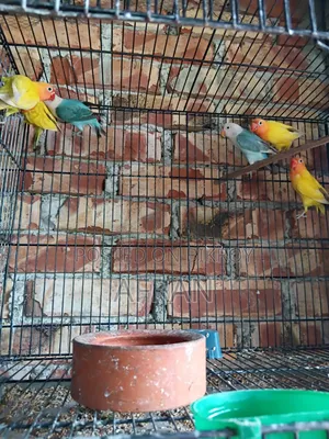 নতুন রানিং লাভবার্ড