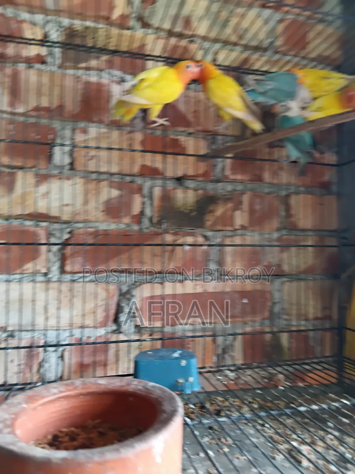 নতুন রানিং লাভবার্ড