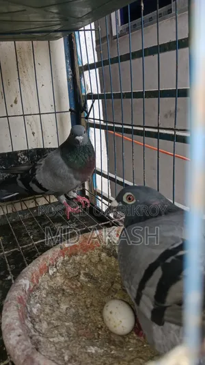 কবুতর বিক্রি হবে খাছা সহ