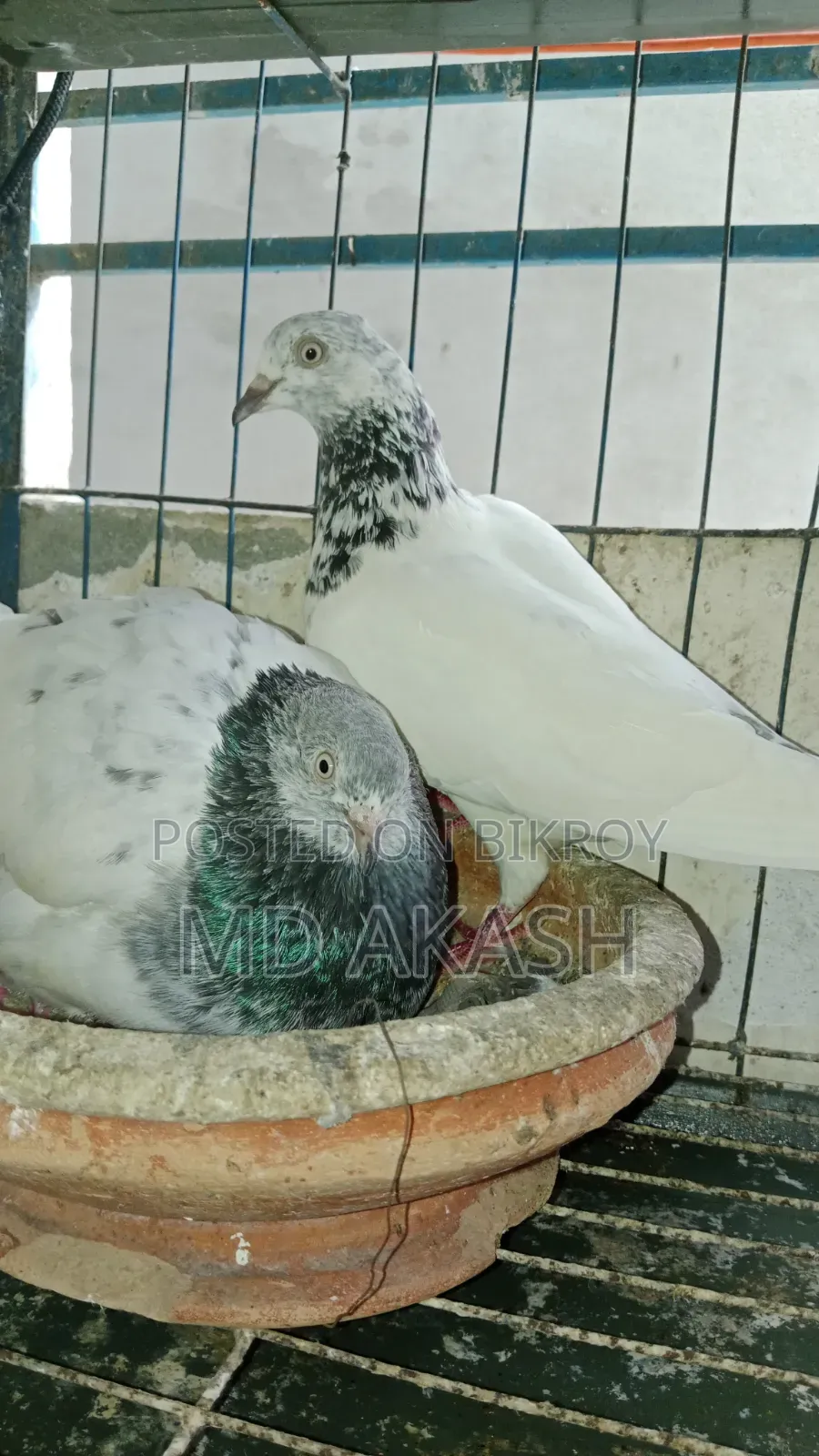 কবুতর বিক্রি হবে খাছা সহ
