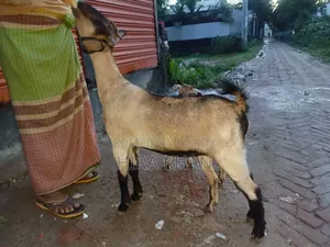 Two Female Goats For Sale