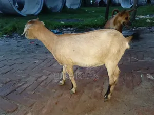 Two Female Goats For Sale