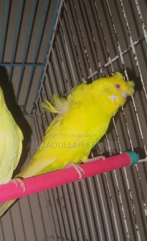 রানিং জেপি(df)মেল লুটিনো রেড আই