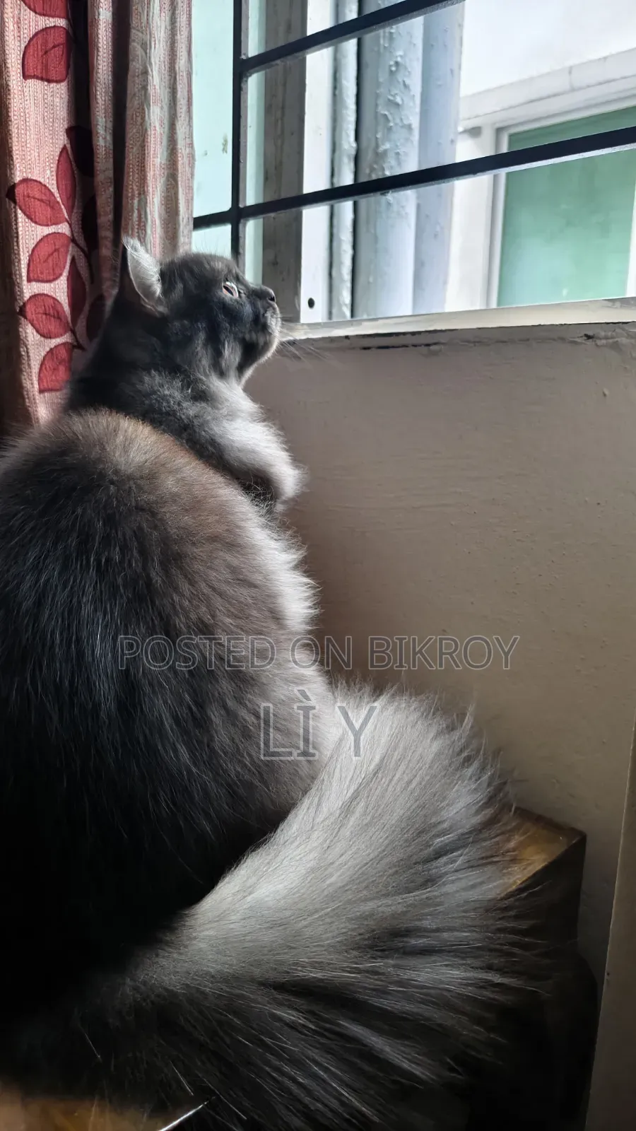 3-6 Months Male Purebred Persian