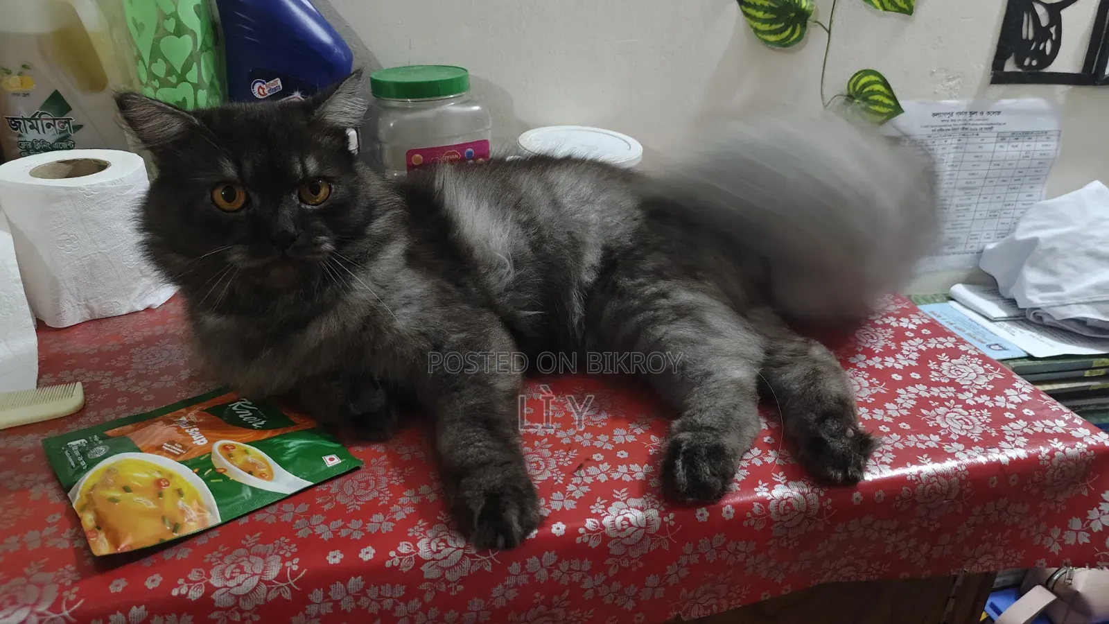 3-6 Months Male Purebred Persian