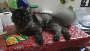 3-6 Months Male Purebred Persian