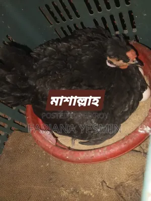 পিওর দেশী মুরগির বাচ্চা ও বীজ ডিম