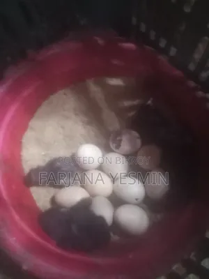 পিওর দেশী মুরগির বাচ্চা ও বীজ ডিম