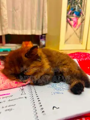 3-6 Months Female Purebred Persian