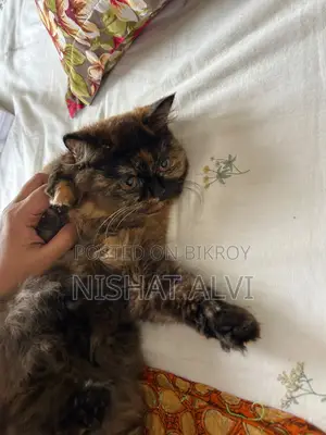 3-6 Months Female Purebred Persian
