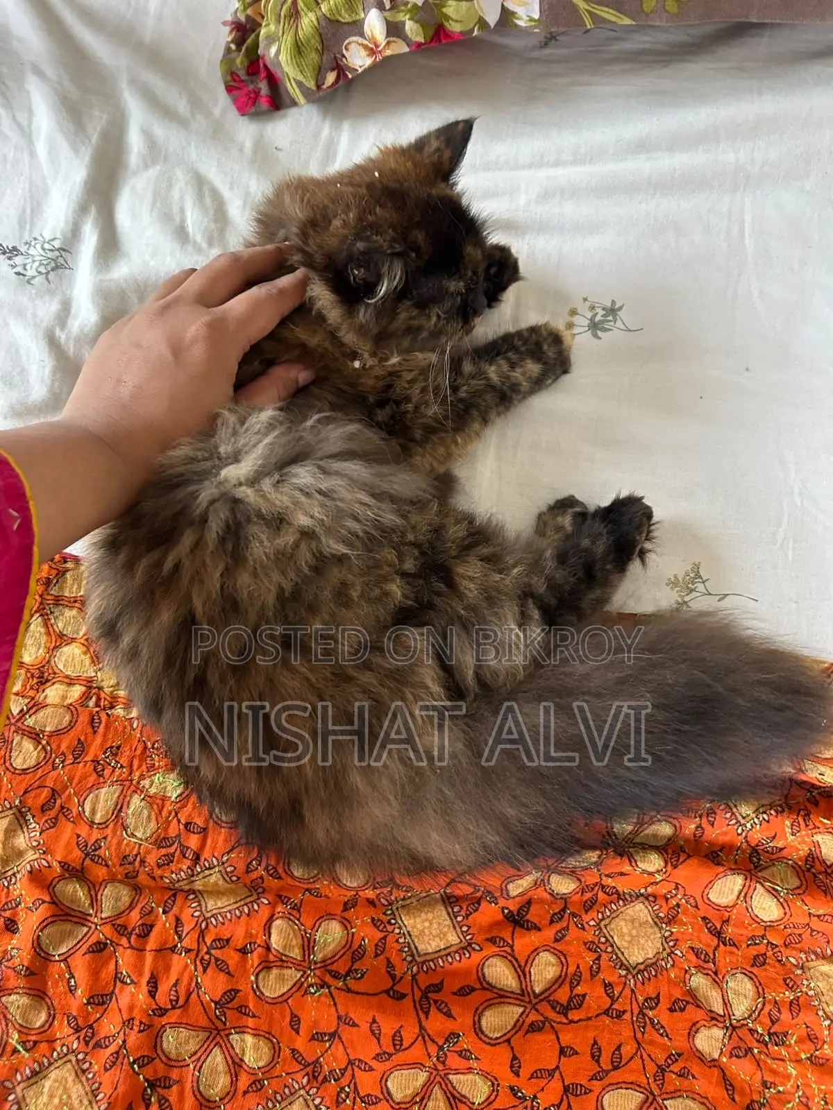 3-6 Months Female Purebred Persian