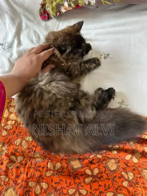 3-6 Months Female Purebred Persian