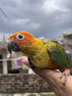 Tame Sun Conure