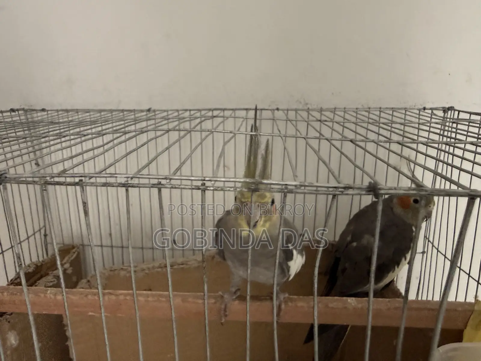 খাঁচাসহ পাখি