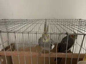 Birds With Cage