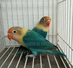 Parblue Fischer Split Opaline Split Ino