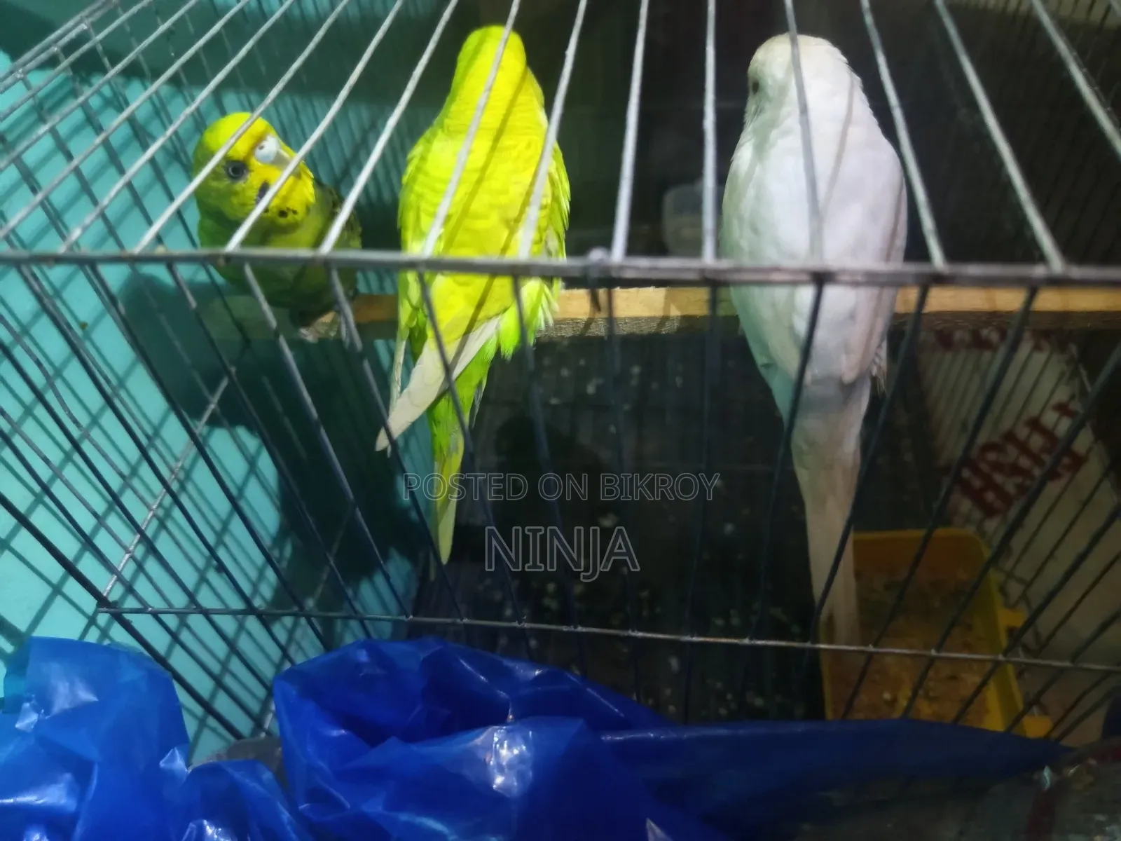 3 Pairs of Budgies (2 Male, 1 Female Adults)