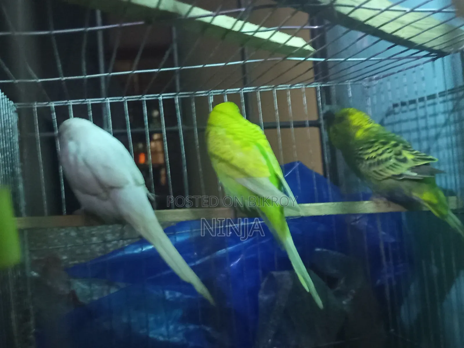 3 Pairs of Budgies (2 Male, 1 Female Adults)