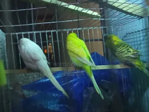 3 Pairs of Budgies (2 Male, 1 Female Adults)