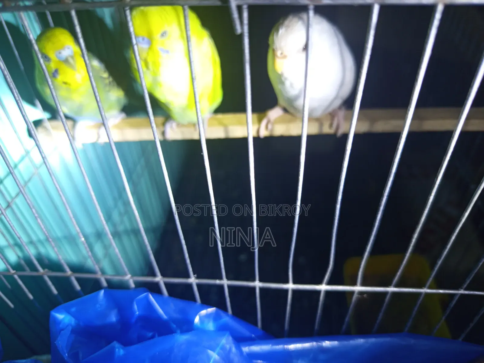 3 Pairs of Budgies (2 Male, 1 Female Adults)