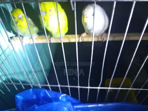 3 Pairs of Budgies (2 Male, 1 Female Adults)