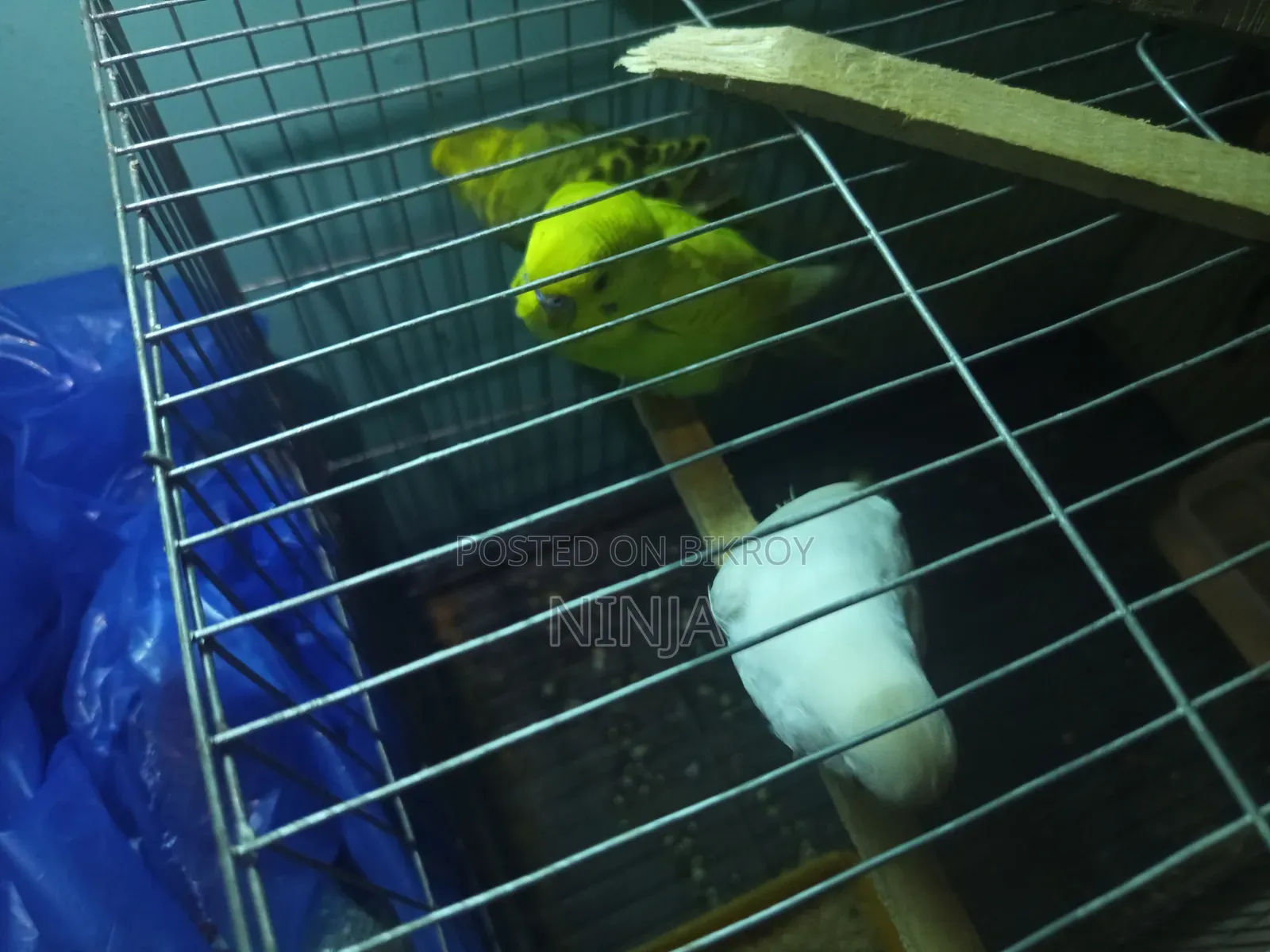 3 Pairs of Budgies (2 Male, 1 Female Adults)