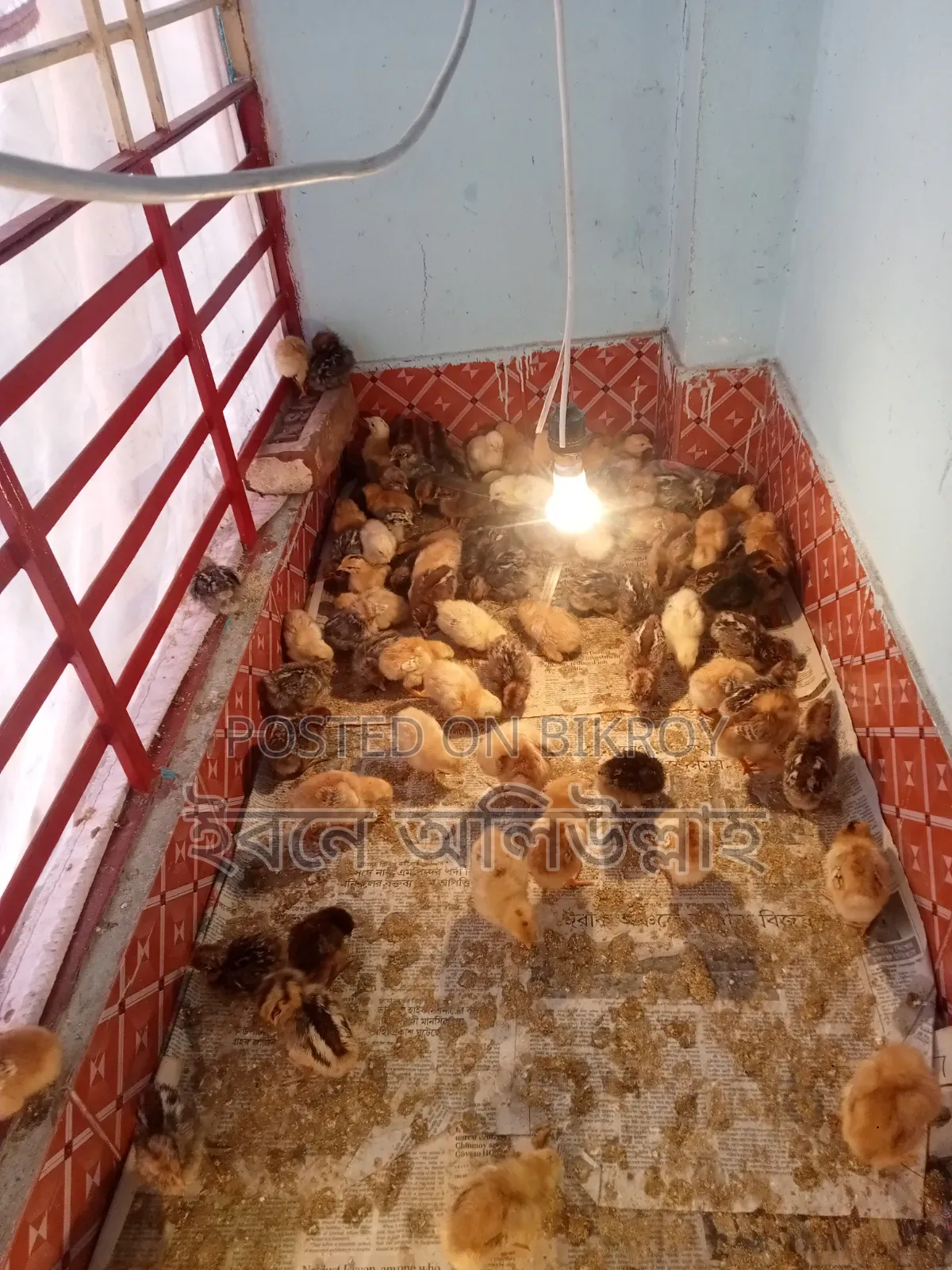 IRI chicken chicks for sale