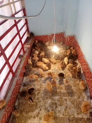 IRI chicken chicks for sale