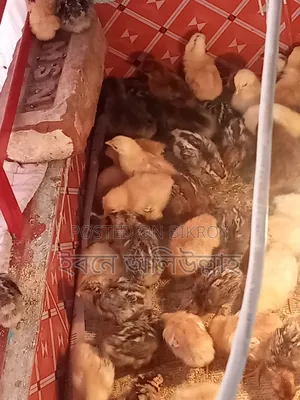 IRI chicken chicks for sale