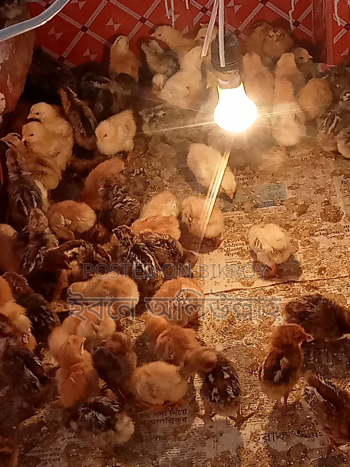 IRI chicken chicks for sale