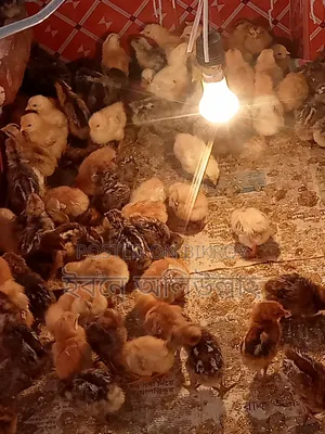 IRI chicken chicks for sale