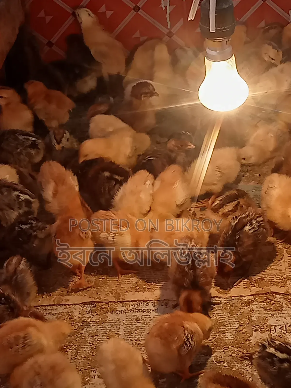 IRI chicken chicks for sale
