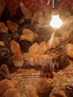 IRI chicken chicks for sale