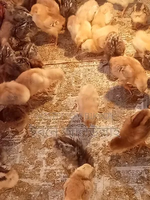 IRI chicken chicks for sale