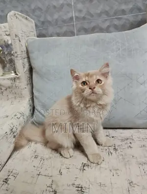 1-3 Months Male Purebred Persian