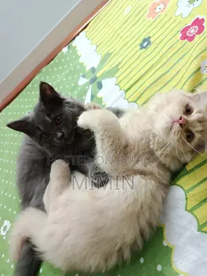1-3 Months Male Purebred Persian