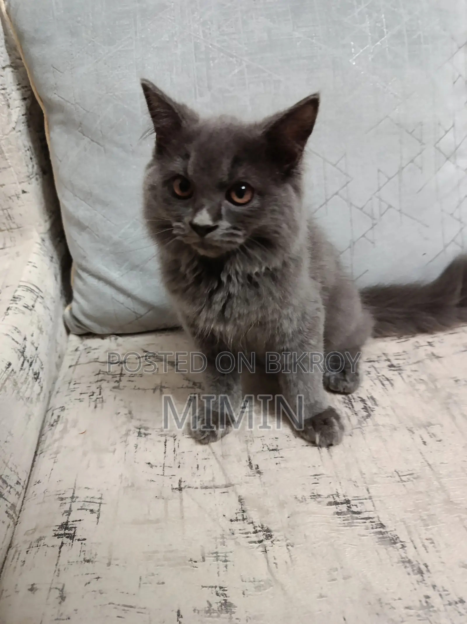 1-3 Months Male Purebred Persian