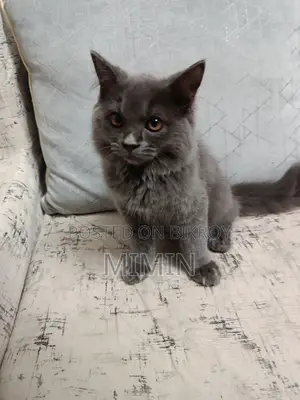 1-3 Months Male Purebred Persian