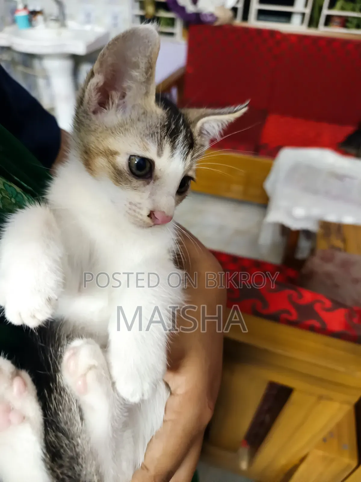 ১-৩ মাস বয়সী মিক্সড ব্রিড বেঙ্গল বিড়ালছানা (মাদি)