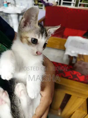 ১-৩ মাস বয়সী মিক্সড ব্রিড বেঙ্গল বিড়ালছানা (মাদি)