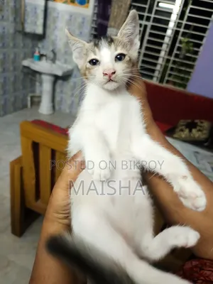 ১-৩ মাস বয়সী মিক্সড ব্রিড বেঙ্গল বিড়ালছানা (মাদি)