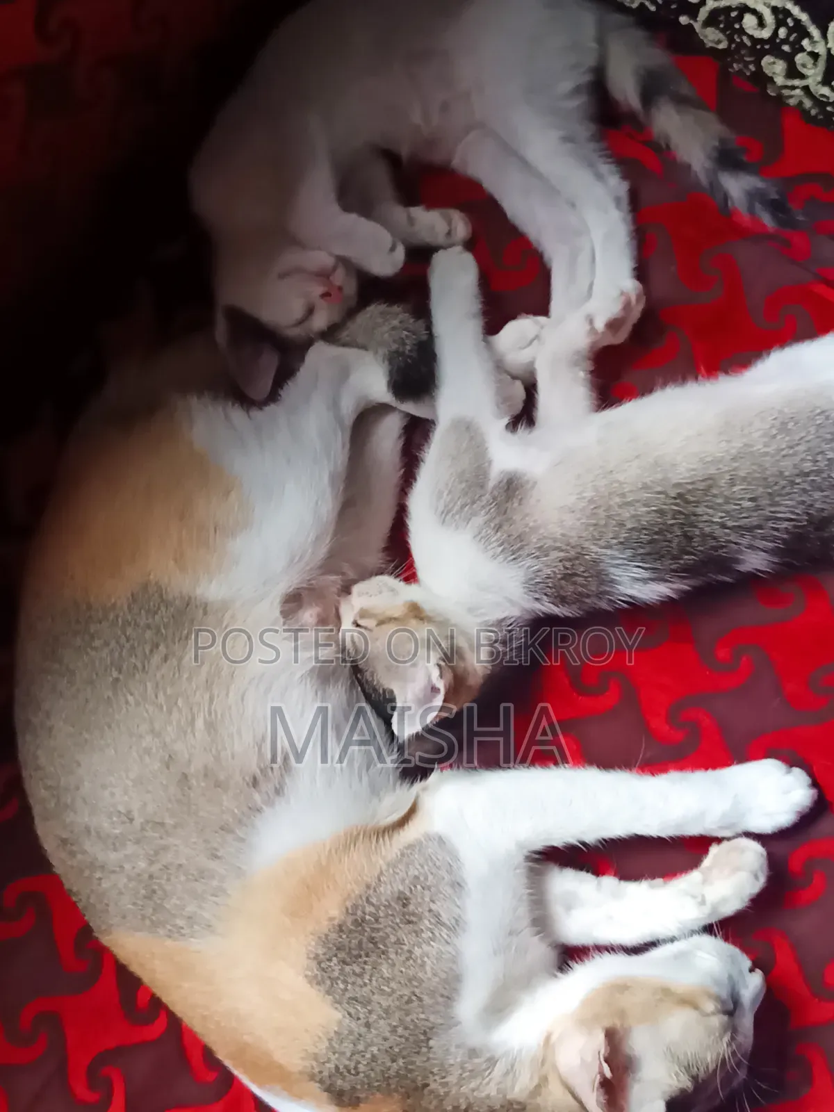 ১-৩ মাস বয়সী মিক্সড ব্রিড বেঙ্গল বিড়ালছানা (মাদি)