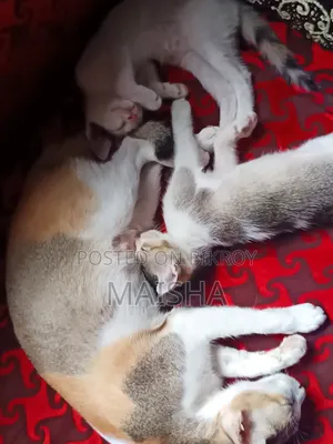১-৩ মাস বয়সী মিক্সড ব্রিড বেঙ্গল বিড়ালছানা (মাদি)