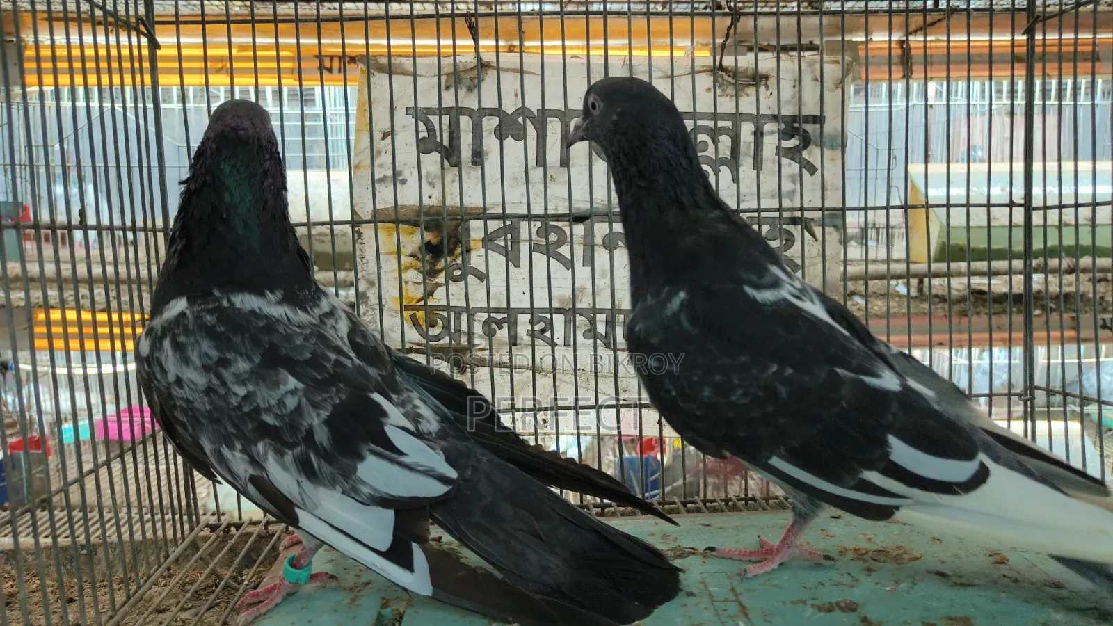 Tiger Dabwala, Katchuri, Pakistan Royal Teddy Master Pair
