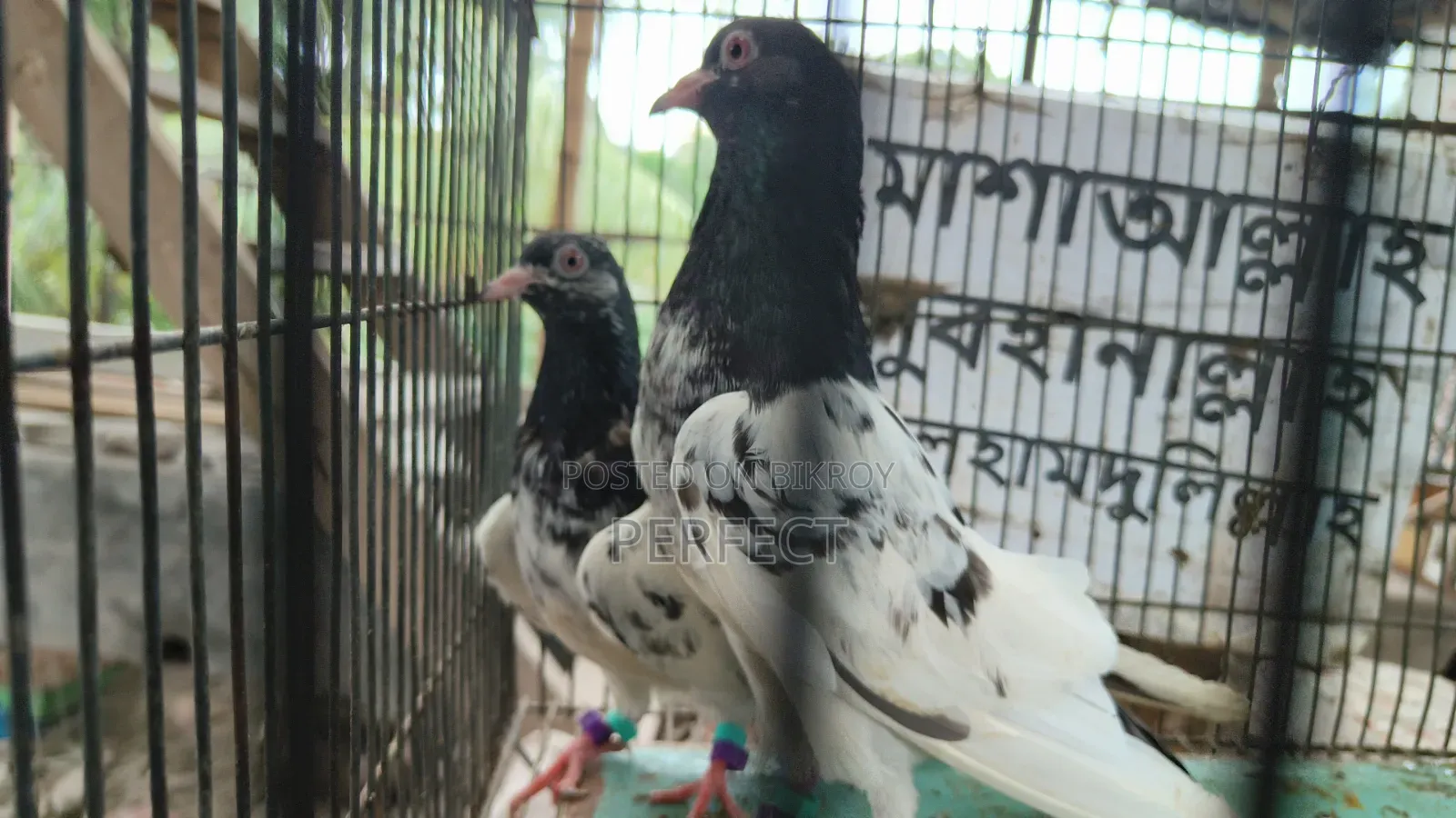Tiger Dabwala, Katchuri, Pakistan Royal Teddy Master Pair