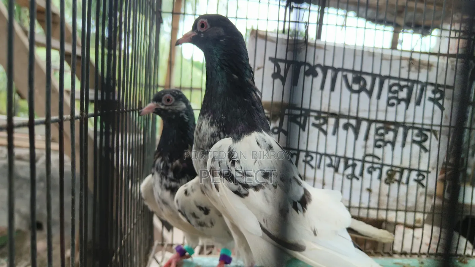 Tiger Dabwala, Katchuri, Pakistan Royal Teddy Master Pair