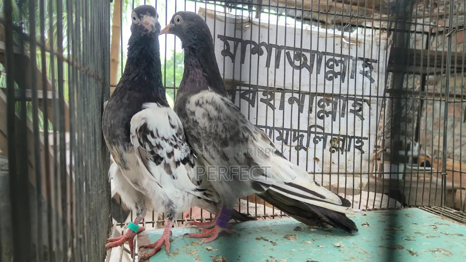 Tiger Dabwala, Katchuri, Pakistan Royal Teddy Master Pair